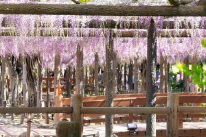 天王川公園、藤、5月の夏の花、愛知県津島市の観光・撮影スポットの画像と写真