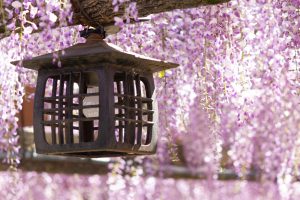 天王川公園、藤、5月の夏の花、愛知県津島市の観光・撮影スポットの画像と写真