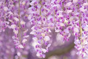 天王川公園、藤、5月の夏の花、愛知県津島市の観光・撮影スポットの画像と写真