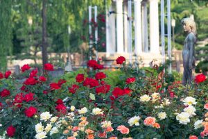 鶴舞公園、バラ園、5月の夏の花、名古屋市北区の観光・撮影スポットの画像と写真