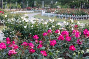 鶴舞公園、バラ園、5月の夏の花、名古屋市北区の観光・撮影スポットの画像と写真
