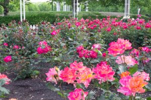 鶴舞公園、バラ園、5月の夏の花、名古屋市北区の観光・撮影スポットの画像と写真