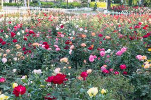 鶴舞公園、バラ園、5月の夏の花、名古屋市北区の観光・撮影スポットの画像と写真