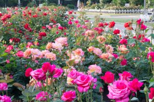 鶴舞公園、バラ園、5月の夏の花、名古屋市北区の観光・撮影スポットの画像と写真
