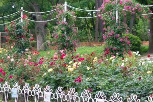 鶴舞公園、バラ園、5月の夏の花、名古屋市北区の観光・撮影スポットの画像と写真