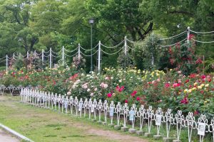 鶴舞公園、バラ園、5月の夏の花、名古屋市北区の観光・撮影スポットの画像と写真