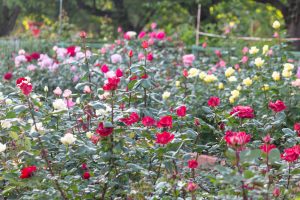 鶴舞公園、バラ園、5月の夏の花、名古屋市北区の観光・撮影スポットの画像と写真