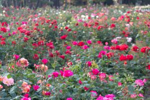 鶴舞公園、バラ園、5月の夏の花、名古屋市北区の観光・撮影スポットの画像と写真