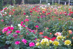 鶴舞公園、バラ園、5月の夏の花、名古屋市北区の観光・撮影スポットの画像と写真
