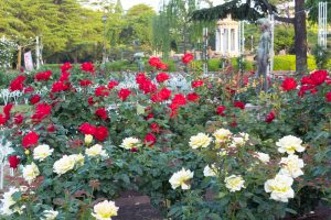 鶴舞公園、バラ園、5月の夏の花、名古屋市北区の観光・撮影スポットの画像と写真