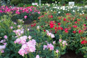 鶴舞公園、バラ園、5月の夏の花、名古屋市北区の観光・撮影スポットの画像と写真
