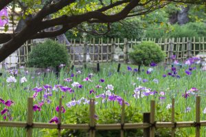 鶴舞公園、花しょうぶ、5月の夏の花、名古屋市昭和区の観光・撮影スポットの画像と写真