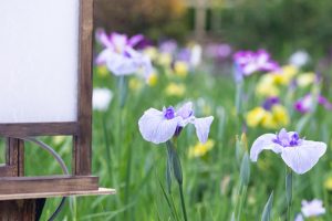 鶴舞公園、花しょうぶ、5月の夏の花、名古屋市昭和区の観光・撮影スポットの画像と写真