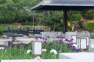 鶴舞公園、花しょうぶ、5月の夏の花、名古屋市昭和区の観光・撮影スポットの画像と写真