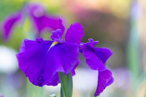 鶴舞公園、花しょうぶ、5月の夏の花、名古屋市昭和区の観光・撮影スポットの画像と写真