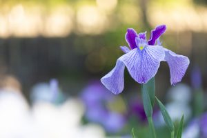 鶴舞公園、花しょうぶ、5月の夏の花、名古屋市昭和区の観光・撮影スポットの画像と写真