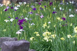 鶴舞公園、花しょうぶ、5月の夏の花、名古屋市昭和区の観光・撮影スポットの画像と写真