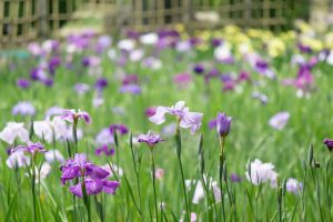 鶴舞公園、花しょうぶ、5月の夏の花、名古屋市昭和区の観光・撮影スポットの画像と写真