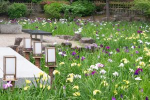 鶴舞公園、花しょうぶ、5月の夏の花、名古屋市昭和区の観光・撮影スポットの画像と写真