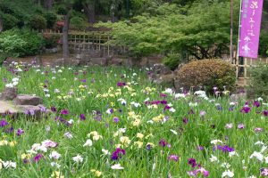 鶴舞公園、花しょうぶ、5月の夏の花、名古屋市昭和区の観光・撮影スポットの画像と写真