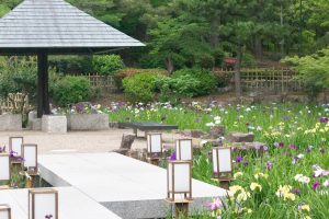 鶴舞公園、花しょうぶ、5月の夏の花、名古屋市昭和区の観光・撮影スポットの画像と写真