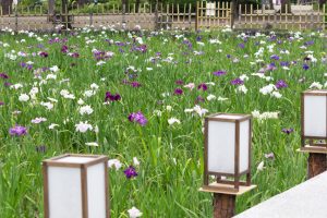 鶴舞公園、花しょうぶ、5月の夏の花、名古屋市昭和区の観光・撮影スポットの画像と写真