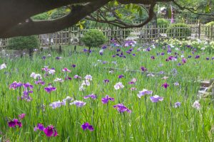 鶴舞公園、花しょうぶ、5月の夏の花、名古屋市昭和区の観光・撮影スポットの画像と写真