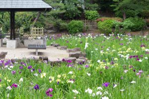 鶴舞公園、花しょうぶ、5月の夏の花、名古屋市昭和区の観光・撮影スポットの画像と写真