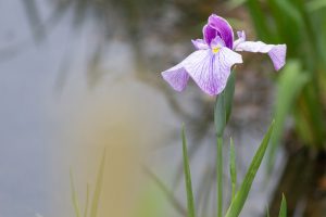 鶴舞公園、花しょうぶ、5月の夏の花、名古屋市昭和区の観光・撮影スポットの画像と写真