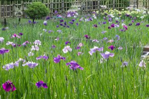 鶴舞公園、花しょうぶ、5月の夏の花、名古屋市昭和区の観光・撮影スポットの画像と写真