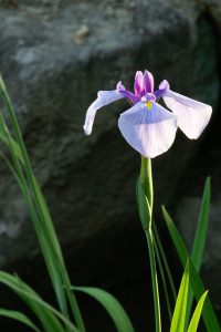 鶴舞公園、鶴舞公園、花しょうぶ、5月の夏の花、名古屋市昭和区の観光・撮影スポットの画像と写真、5月の夏の花、名古屋市昭和区の観光・撮影スポットの画像と写真