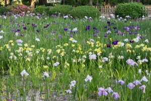 鶴舞公園、花しょうぶ、5月の夏の花、名古屋市昭和区の観光・撮影スポットの画像と写真