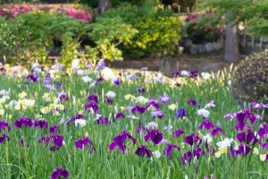 鶴舞公園、花しょうぶ、5月の夏の花、名古屋市昭和区の観光・撮影スポットの画像と写真