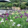 鶴舞公園、花しょうぶ、5月の夏の花、名古屋市昭和区の観光・撮影スポットの画像と写真