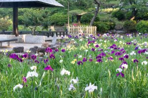 鶴舞公園、花しょうぶ、5月の夏の花、名古屋市昭和区の観光・撮影スポットの画像と写真