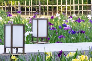 鶴舞公園、花しょうぶ、5月の夏の花、名古屋市昭和区の観光・撮影スポットの画像と写真