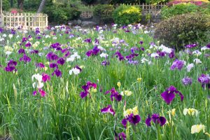 鶴舞公園、花しょうぶ、5月の夏の花、名古屋市昭和区の観光・撮影スポットの画像と写真