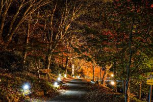 茶臼山高原、紅葉、ライトアップ、11月秋、愛知県豊田市の観光・撮影スポットの画像と写真