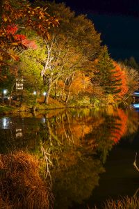 茶臼山高原、紅葉、ライトアップ、11月秋、愛知県豊田市の観光・撮影スポットの画像と写真