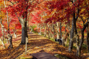 タカドヤ湿地、紅葉、秋、11月、愛知県豊田市の観光・撮影スポットの画像と写真