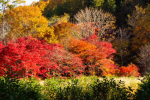 タカドヤ湿地、紅葉、秋、11月、愛知県豊田市の観光・撮影スポットの画像と写真