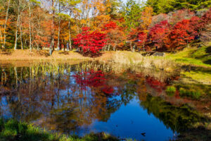 タカドヤ湿地、紅葉、秋、11月、愛知県豊田市の観光・撮影スポットの画像と写真