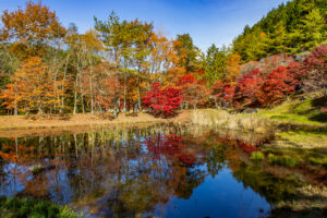 タカドヤ湿地、紅葉、秋、11月、愛知県豊田市の観光・撮影スポットの画像と写真