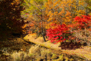 タカドヤ湿地、紅葉、秋、11月、愛知県豊田市の観光・撮影スポットの画像と写真