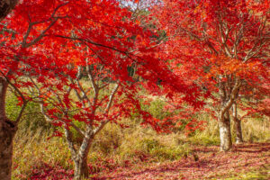 タカドヤ湿地、紅葉、秋、11月、愛知県豊田市の観光・撮影スポットの画像と写真