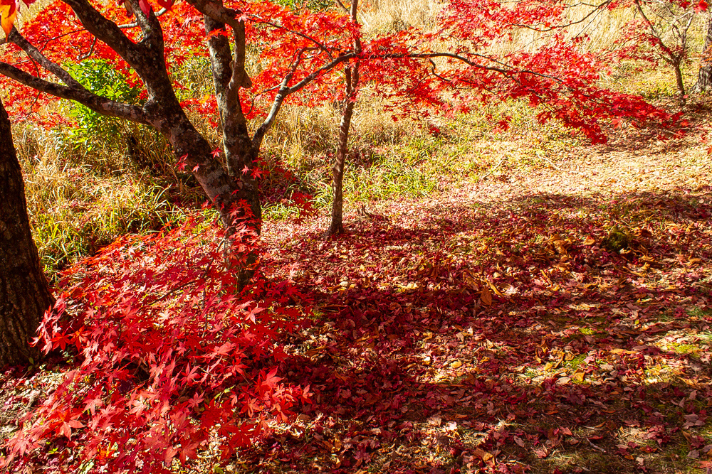 タカドヤ湿地、紅葉、秋、11月、愛知県豊田市の観光・撮影スポットの画像と写真
