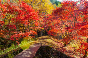 タカドヤ湿地、紅葉、秋、11月、愛知県豊田市の観光・撮影スポットの画像と写真