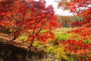 タカドヤ湿地、紅葉、秋、11月、愛知県豊田市の観光・撮影スポットの画像と写真