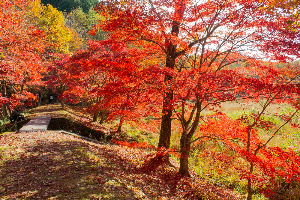 タカドヤ湿地、紅葉、秋、11月、愛知県豊田市の観光・撮影スポットの画像と写真