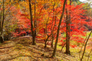 タカドヤ湿地、紅葉、秋、11月、愛知県豊田市の観光・撮影スポットの画像と写真
